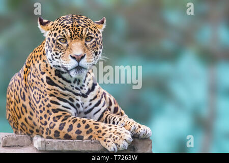 Leopard unter Kamera suchen Stockfoto