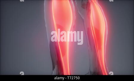 Gastrocnemius - Sichtbare Muskel Anatomie Karte Stockfoto