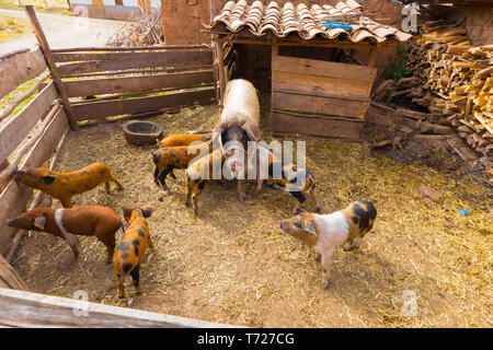 Sow und kleinen Schweine im Gehäuse Stockfoto