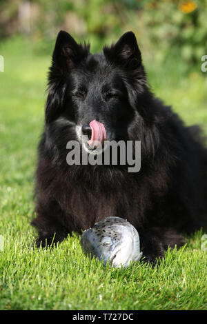 Schwarz hungrigen Hund das Essen von frischem Lachs Kopf auf dem Gras Stockfoto