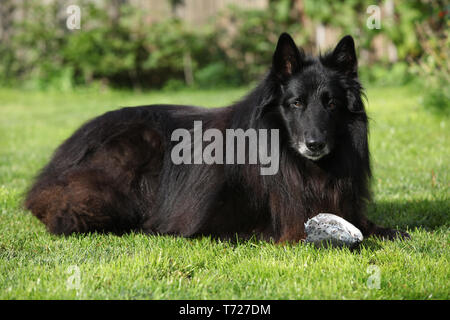 Schöner Hund aufpassen frischen Fisch im Garten Stockfoto