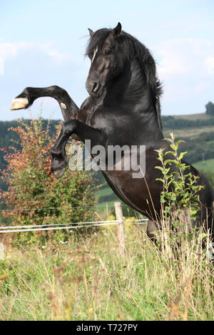 Schöne schwarze Pferd tänzelt auf Weideland im Herbst Stockfoto