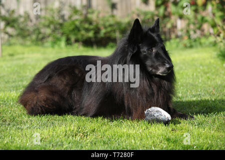 Schöner Hund aufpassen frischen Fisch im Garten Stockfoto