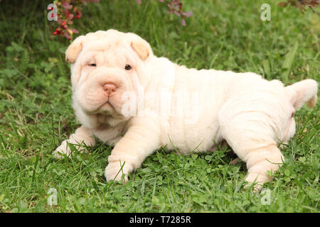 Adorable Shar Pei Welpen bei Ihnen im Garten Stockfoto