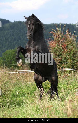 Schöne schwarze Pferd tänzelt auf Weideland im Herbst Stockfoto