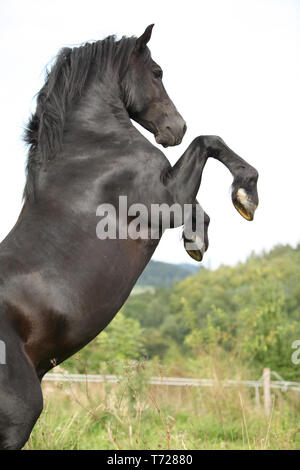 Schöne schwarze Pferd tänzelt auf Weideland im Herbst Stockfoto