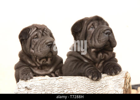 Zwei schwarze sharpei Welpen zusammen auf weißem Hintergrund Stockfoto