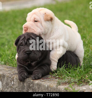 Zwei sharpei Welpen zusammen im Garten liegend Stockfoto