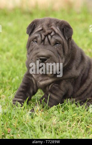 Wunderschöne Shar Pei Welpen im Garten Stockfoto
