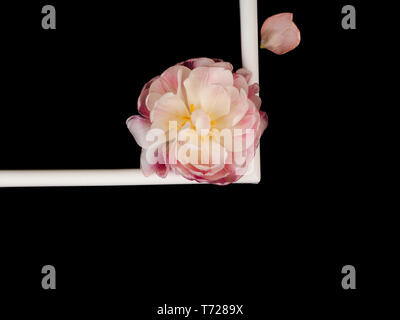 Leeren Bilderrahmen und White Tulip über schwarzen Hintergrund. Stockfoto