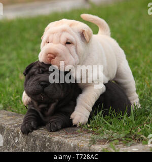 Zwei sharpei Welpen zusammen im Garten liegend Stockfoto