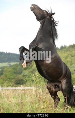 Wütend schwarzes Pferd tänzelt auf Weideland im Herbst Stockfoto