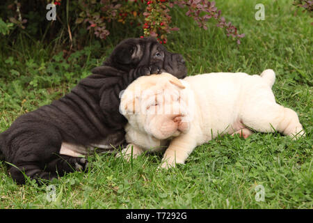 Zwei sharpei Welpen zusammen im Garten liegend Stockfoto