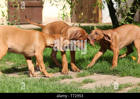 Adorable Welpen mit Spielzeug spielen im Garten Stockfoto