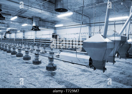 Geflügelfarm Stockfoto