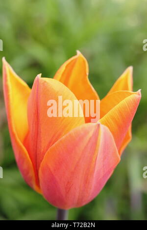 Tulipa 'Princess Irene' Tulpe. Hauptversammlung Stockfoto