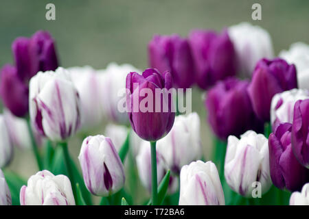 Tulpen Flaming Flagge (weiß) und Purple Flag Stockfoto