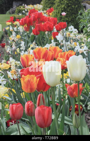 Tulpen in einer Mitte Frühling Garten Grenze, England, Großbritannien Stockfoto