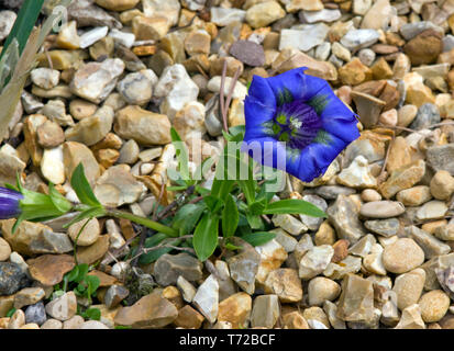 Gentiana acaulis Krumrey Stockfoto