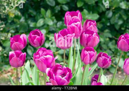 Tulip Negrita Stockfoto