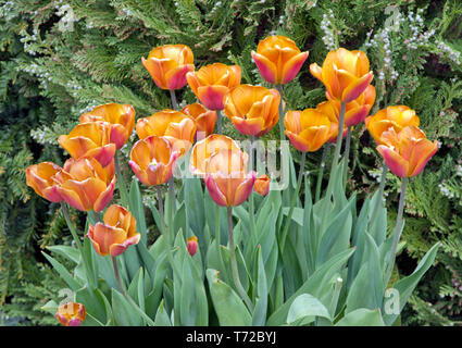 Tulip brauner Zucker Stockfoto