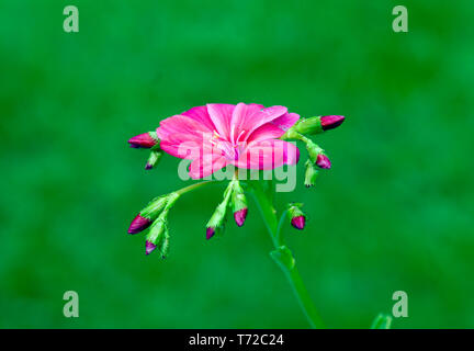 Lewisia Keimblatt 'Regenbogen' Stockfoto