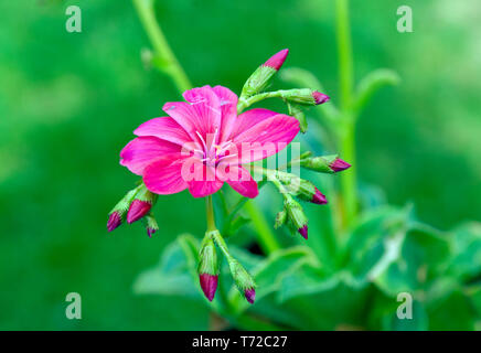 Lewisia Keimblatt 'Regenbogen' Stockfoto