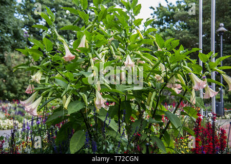 Giftige Trompete Baum mit großen glockenförmigen Blüten Stockfoto