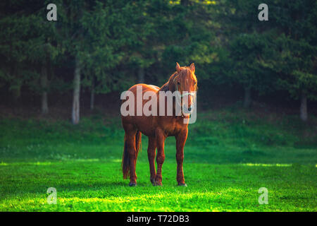 Mystic Sonnenaufgang über die verträumte Berg. Wild Horse Beweidung frisches Gras auf der Wiese. Bulgarien, Europa Stockfoto