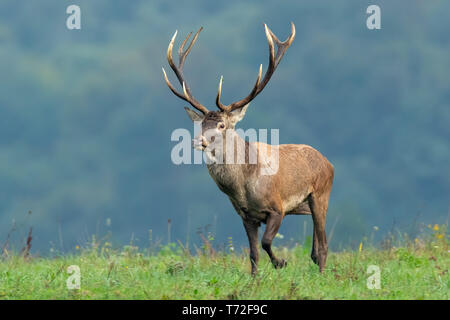 Red Deer stag in der Natur laufen mit kurzen, grünen Gras und unscharfen Hintergrund Stockfoto