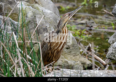 Amerikanische Rohrdommel in einem Sumpf. Es ist eine Art von waten Vogel in der Familie der Reiher Rohrdommel bestellen. Stockfoto