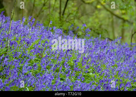 Bluebell Waldgebiet in der Nähe von Harrogate in North Yorkshire Stockfoto