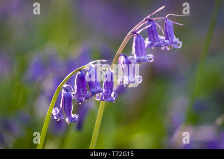 Bluebell Waldgebiet in der Nähe von Harrogate in North Yorkshire Stockfoto