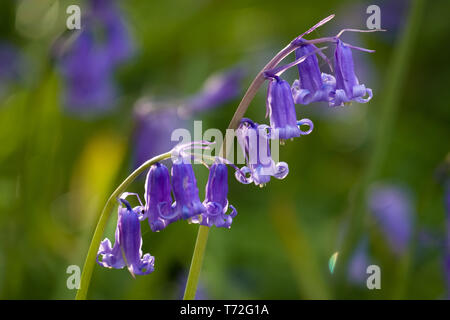 Bluebell Waldgebiet in der Nähe von Harrogate in North Yorkshire Stockfoto