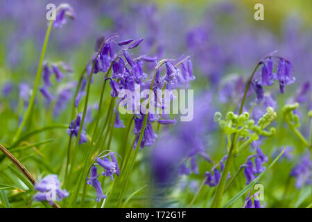 Bluebell Waldgebiet in der Nähe von Harrogate in North Yorkshire Stockfoto