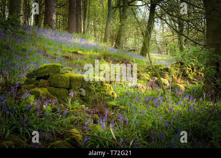 Bluebell Waldgebiet in der Nähe von Harrogate in North Yorkshire Stockfoto