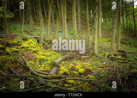 Bluebell Waldgebiet in der Nähe von Harrogate in North Yorkshire Stockfoto