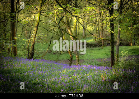 Bluebell Waldgebiet in der Nähe von Harrogate in North Yorkshire Stockfoto