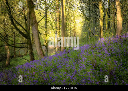 Bluebell Waldgebiet in der Nähe von Harrogate in North Yorkshire Stockfoto