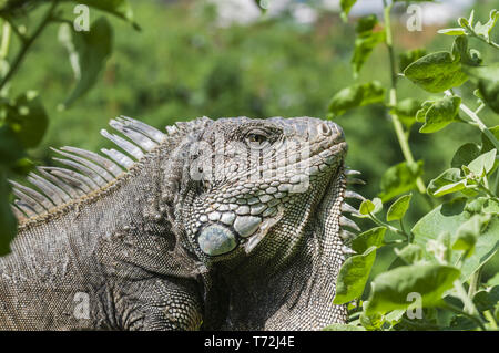 Iguana in grüne Blätter Dach, Südamerika, Ecuador. Stockfoto