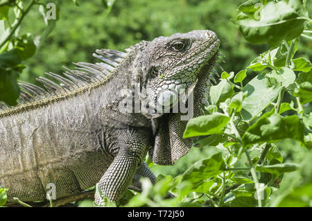 Iguana in grüne Blätter Dach, Südamerika, Ecuador. Stockfoto