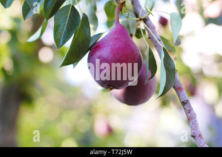 Pear-Zweig mit roten Birnen, red Bartlett Birnen in einem Obstgarten Stockfoto