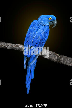 Blauen Hyazinthara, Anodorhynchus hyacinthinus oder hyacinthine Macaw, auf Ast ab, über die Schulter schauen, auf schwarzem Hintergrund Stockfoto
