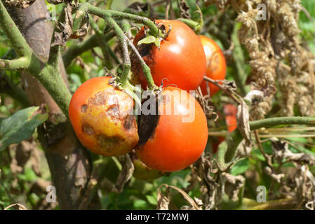 Tomaten Krank durch die Kraut- und Knollenfäule. Nahaufnahme auf Phytophthora infestans ist ein oomycete, dass die ernsthaften Tomaten Krankheit als Potato blight bekannte Ursachen. Stockfoto