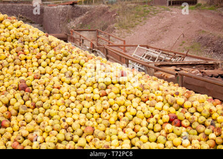 Große Stapel von Äpfeln in Hof für Most im Goldenen Tal, Western Herefordshire, England. Stockfoto