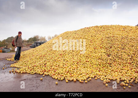 Große Stapel von Äpfeln und Mann in Hof - für Most, im Goldenen Tal, Western Herefordshire, England. Stockfoto
