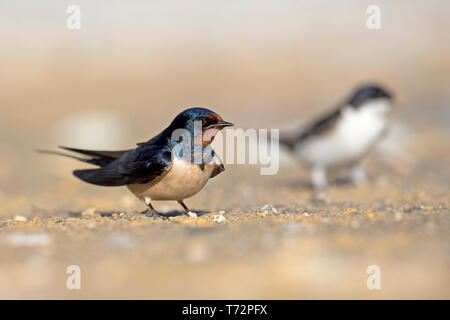 Rauchschwalbe (Hirundo Rustica) Stockfoto