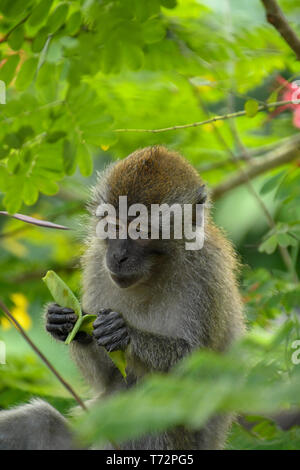 Porträt der jungen Long-tailed Macaque versucht Pflanze Samen zu öffnen, während auf den Baum in Singapur sitzen Stockfoto