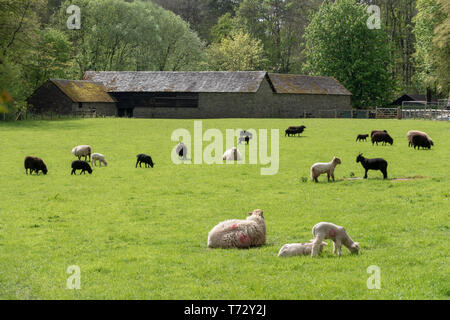 CARDIFF, Großbritannien - 27 April: Schafe und Lämmer in St. Fagans National Museum der Geschichte in Cardiff am 27. April 2019 Stockfoto