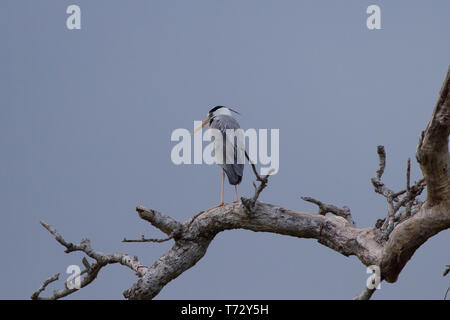 Graureiher. Ardea cinerea. Einzelne Erwachsene auf toten Zweig thront. Sri Lanka. Stockfoto